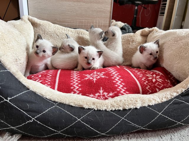 Preview of the first image of Adorable Siamese kittens for sale.