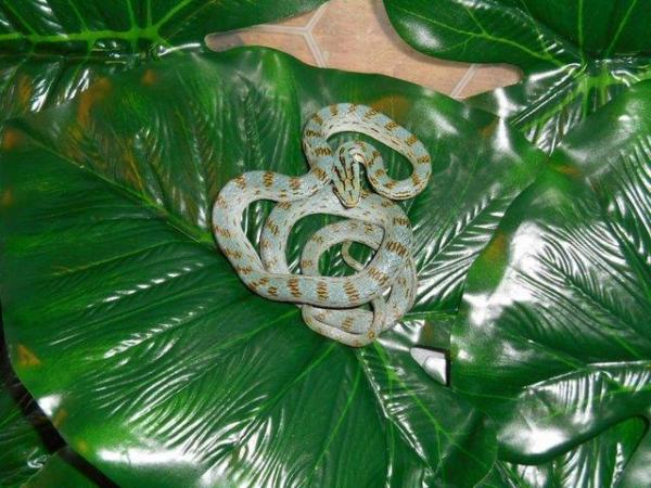 Image 2 of Rein rat snakes - UK CB For Sale