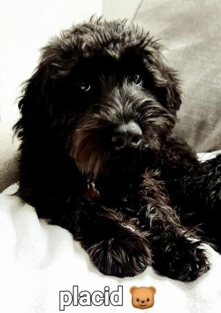 Image 5 of Schnoodle dogs need rehoming