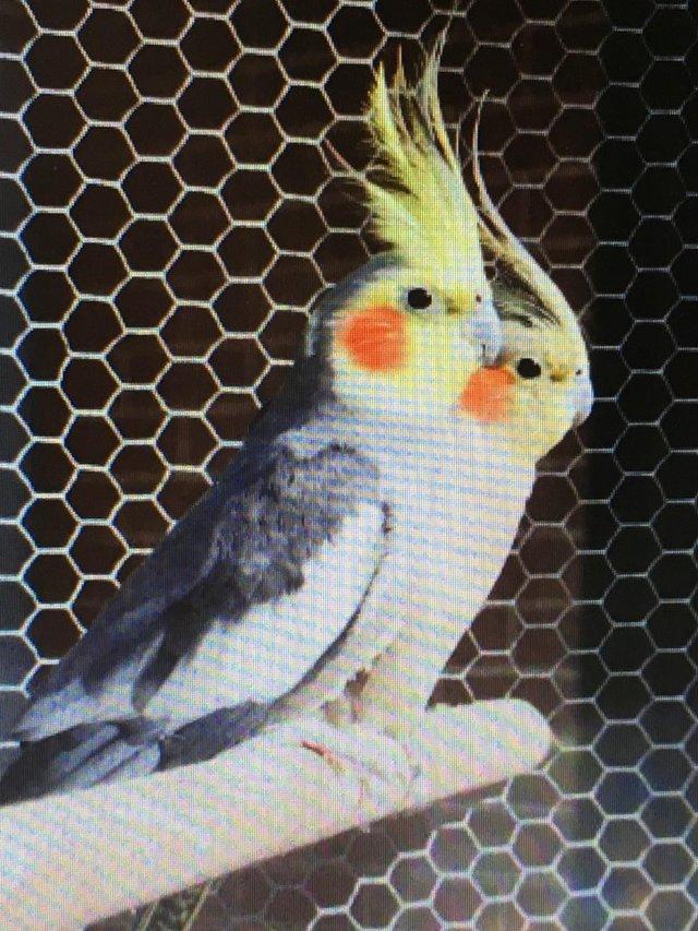 Preview of the first image of ***WANTED***  Unwanted Cockatiels.