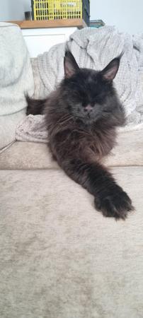 Image 3 of Two year old maine coon for rehome