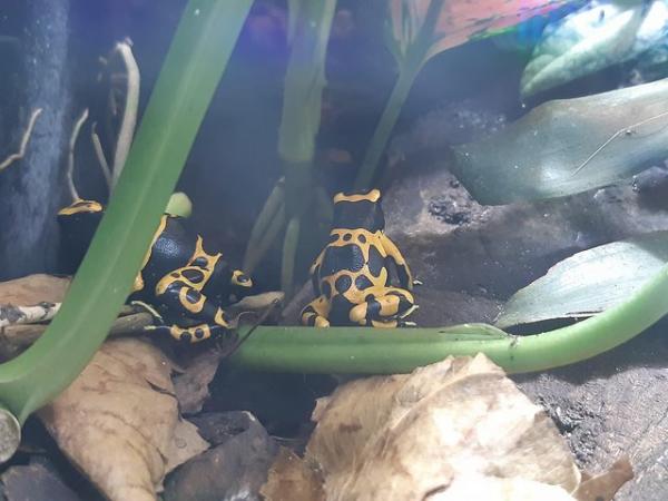 Image 1 of Bumblebee dart froglets available