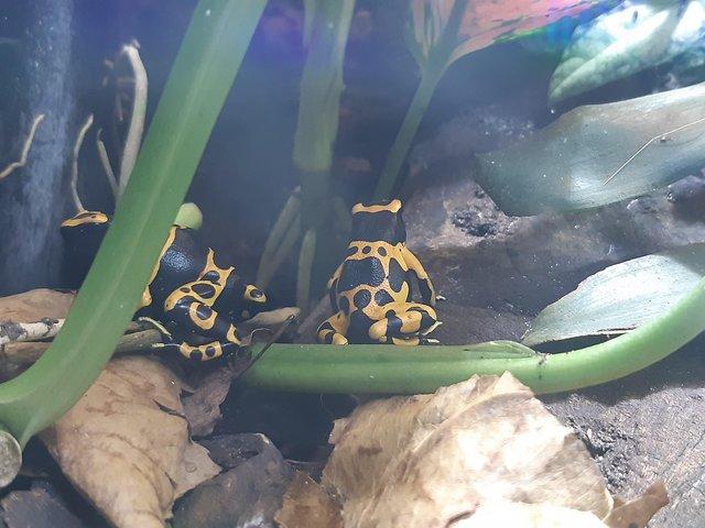 Preview of the first image of Dendrobates leucomelas available.