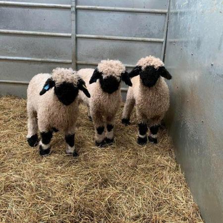 Image 5 of Valais Blacknose Wether Lambs available