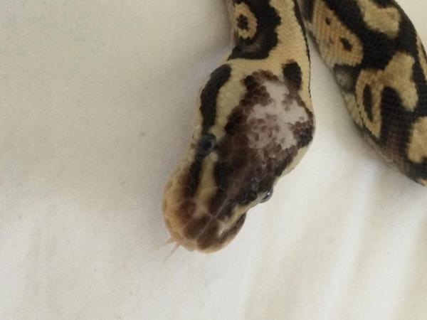 Image 1 of Baby Super Pastel Ball Python - Female