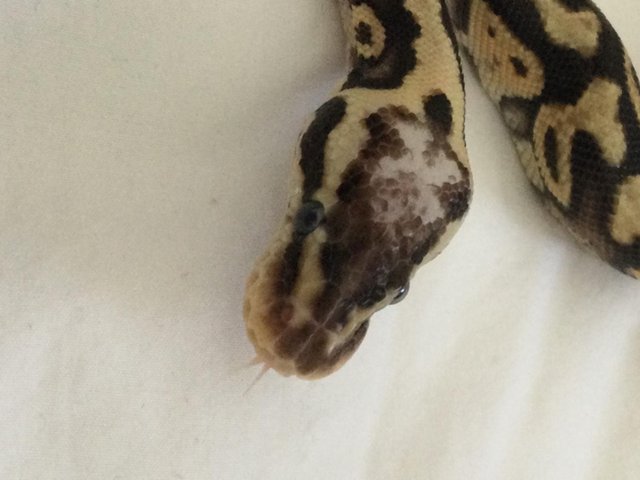 Preview of the first image of Baby Super Pastel Ball Python - Female.