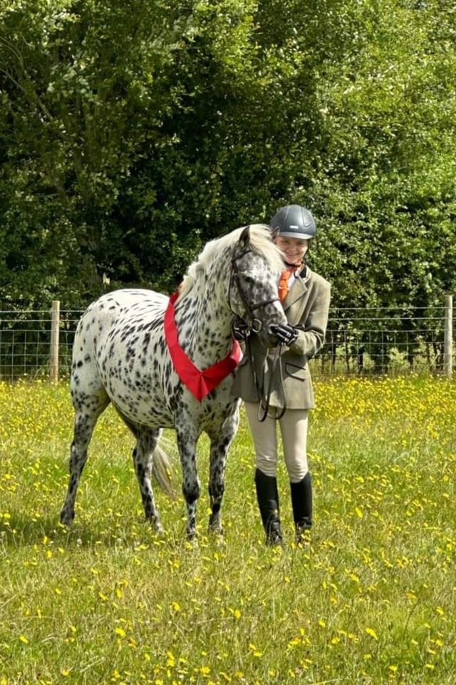 Preview of the first image of Woody, 13'1hh 7yr old spotty gelding.
