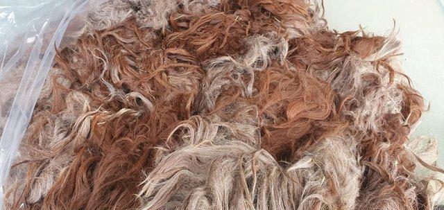 Preview of the first image of Alpaca SURI fleece, fibre, wool for sale - from £8.50 per kg.