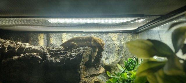 Image 3 of Male Dalmatian crested gecko
