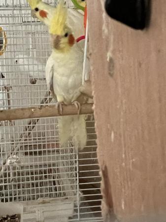 Image 4 of Stunning lutino cockatiels for sale