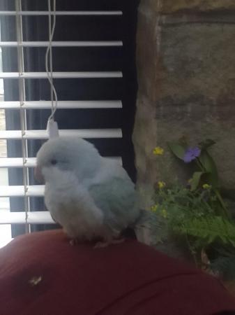 Image 17 of DNA tested baby Quaker parrots looking for loving homes