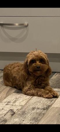 Image 5 of Gorgeous,Deep Red,Health tested Cavapoo pups