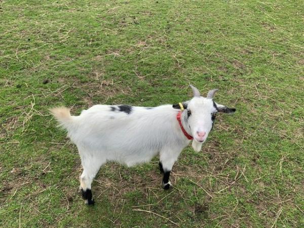 Image 2 of Pair of Pygmy Nanny Goats - 2 1/2 Yrs Old