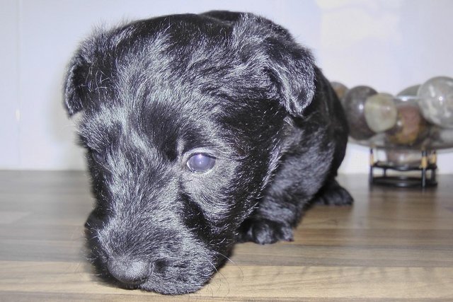 Image 5 of Scottish terrier puppies ready 8th may