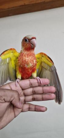 Image 2 of Supertame Handreared Green Cheek Conure for sale