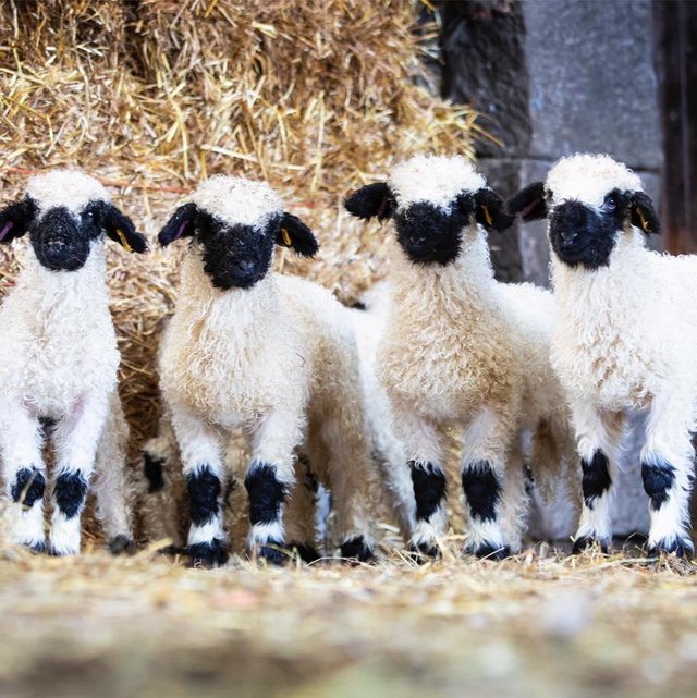 Preview of the first image of For Sale Swiss Valais Blacknose Lambs.