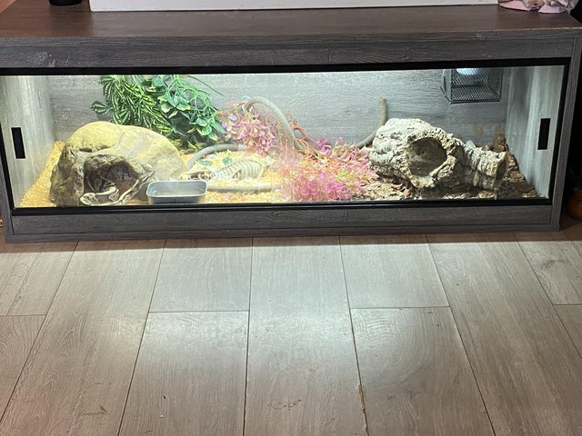 Male royal python with viv — Pets & Animals in Witham