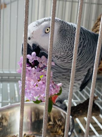 Image 5 of 4 years old big and healthy African Grey boy