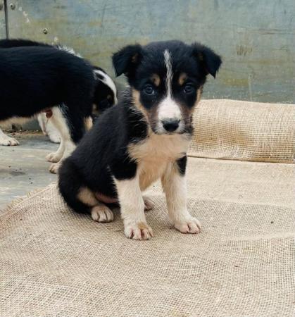 Image 10 of Welsh collie pups working parents