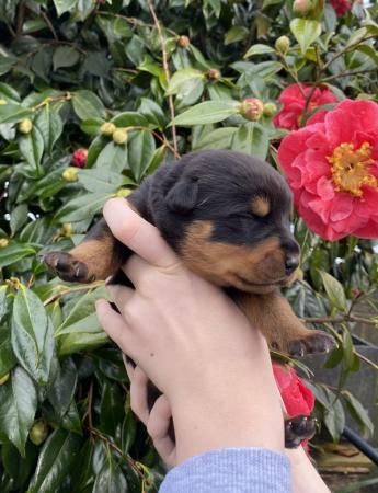 Image 9 of KC registered Rottweiler puppies ready to leave