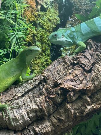 Image 4 of Fiji Iguana (Brachylophus Fasciatus)