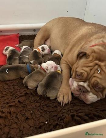 Image 6 of Bulldog Puppies Ready 28th March