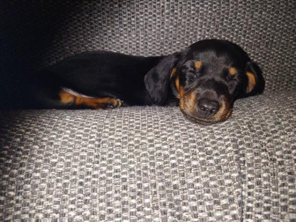 Miniature dachshund girl for sale in Bolton, Greater Manchester - Image 5