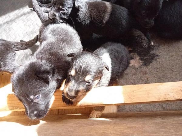 Image 3 of Lovely shollie puppies looking for new homes