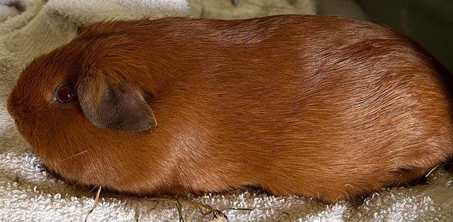 Image 3 of Golden Guinea Pig Cavy Males - £10 each