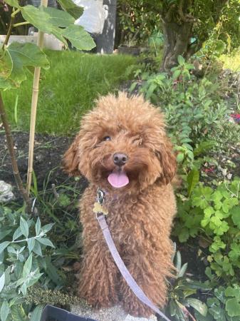 Image 3 of - Red Toy Poodle For Sale -