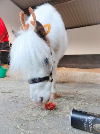 Image 2 of pony miniature horse for loan, part-loan, share wigan wn6