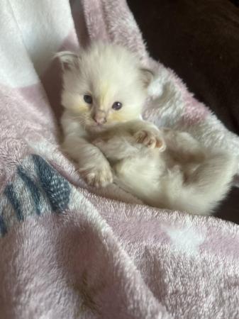 Image 5 of Beautiful male Ragdoll kitten ready now!