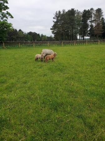 Image 1 of German red fox x ram lambs for sale