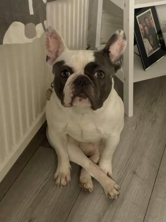 Image 1 of 3 year old male French Bulldog