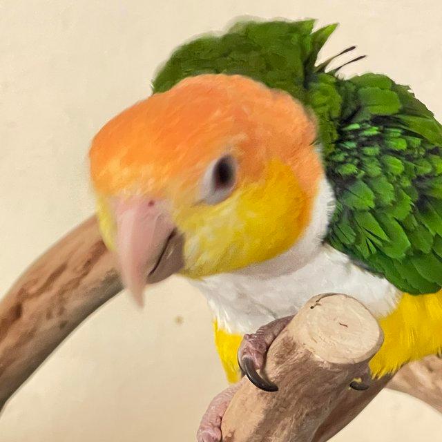 Preview of the first image of Caique yellow thigh parrot hand tame inc delivery allaranged.
