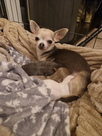 Image 2 of KC Registered Chihuahua Puppy for Sale
