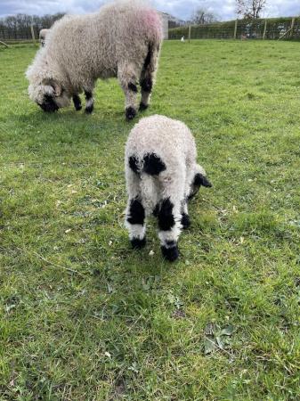 Image 5 of Pedigree Valais Blacknose Sheep with Ewe Lamb at Foot