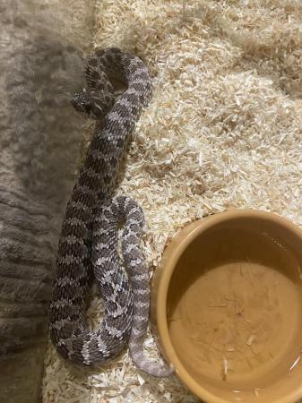 Image 3 of western hognose snake, axanthic(possible lilac bloodline)