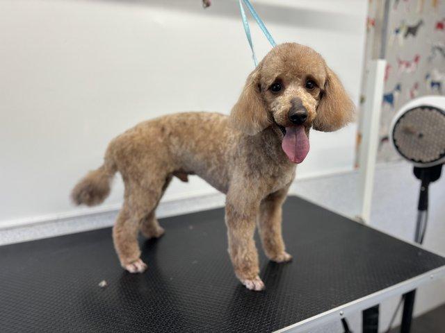 Preview of the first image of Red miniature poodle for stud.