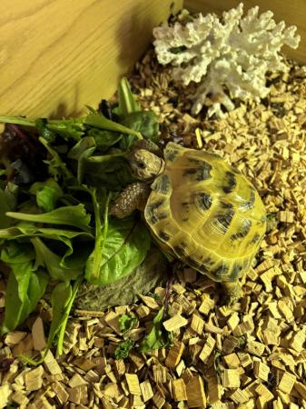 Image 3 of Three year old horsefield Tortoise and set up