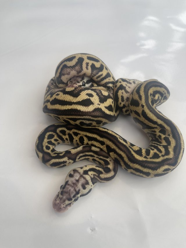 Preview of the first image of Leopard spotnose pastel Het Clown ball pythons hatchlings.
