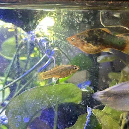 Image 3 of Free Platy Fry (Various ages and Morphs)