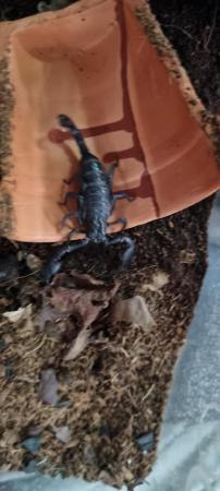 Image 4 of Male asian forest scorpion