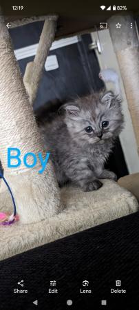 Image 11 of Silver Chinchilla Persian/ blue point ragdoll kittens