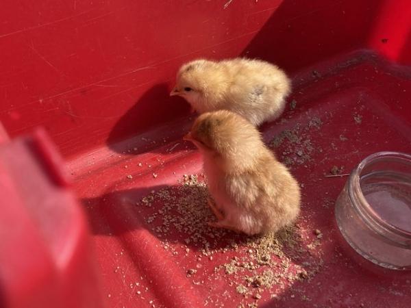 Image 2 of 1 day old chicks mixed maran chickens
