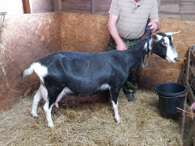 Preview of the first image of British Alpine type milking goat for sale.