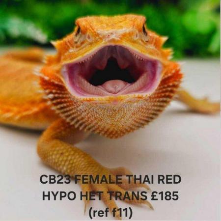 Image 6 of Lots of bearded dragon morphs available
