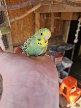 Image 4 of Baby budgies for sale male /female