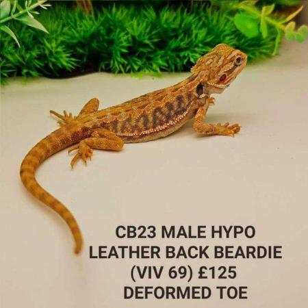Image 14 of Lots of bearded dragon morphs available