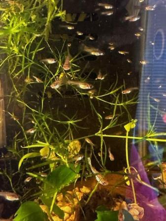 Image 5 of Japanese Blue Tail Guppies For Sale